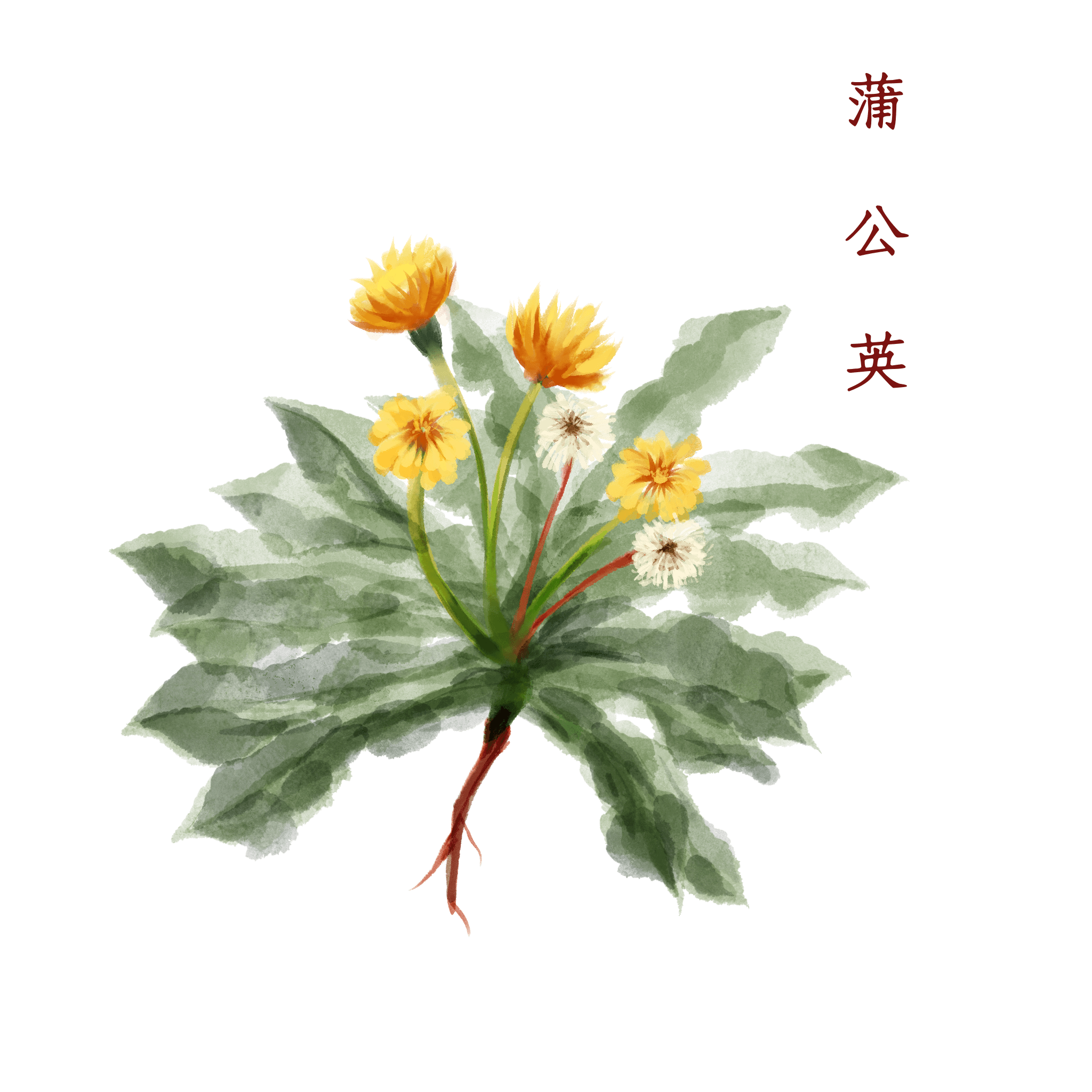 它是初春“抗炎菜”，保肝抗癌，還能美容養(yǎng)顏